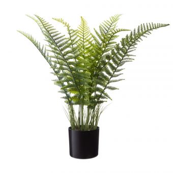 S3-FOUGERE POT H80CM